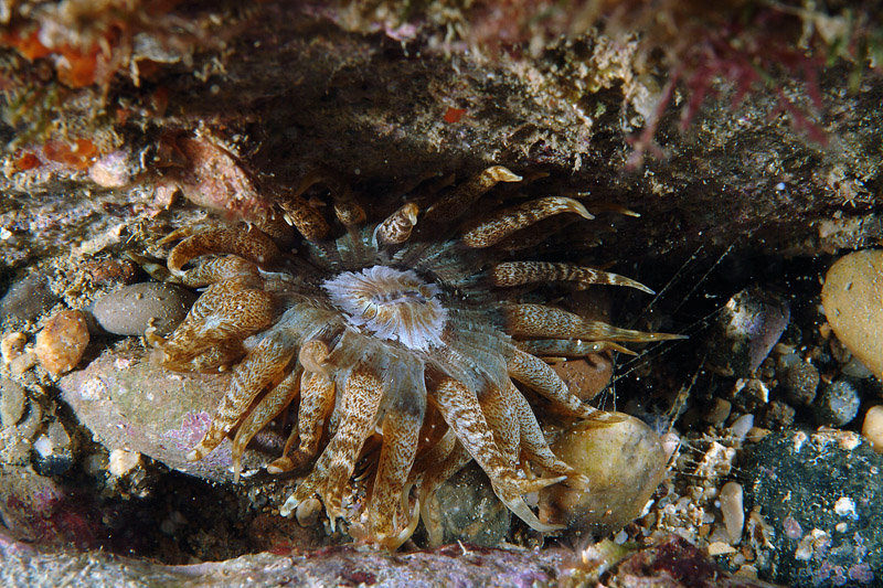 Variante cromatica insolita di Phymanthus pulcher